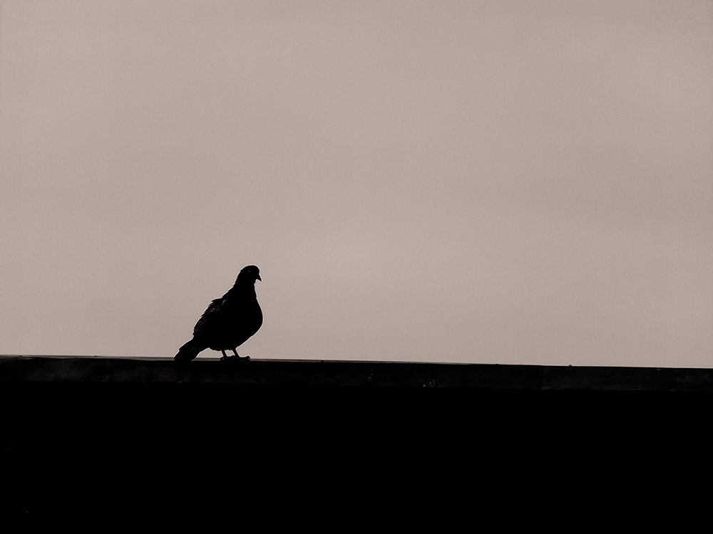 contraste fotografía de Juan Sabogal